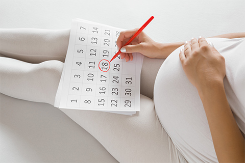 Pregnancy calendar